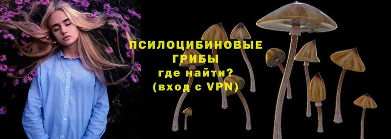 наркота  Мурино  Псилоцибиновые грибы MAGIC MUSHROOMS 